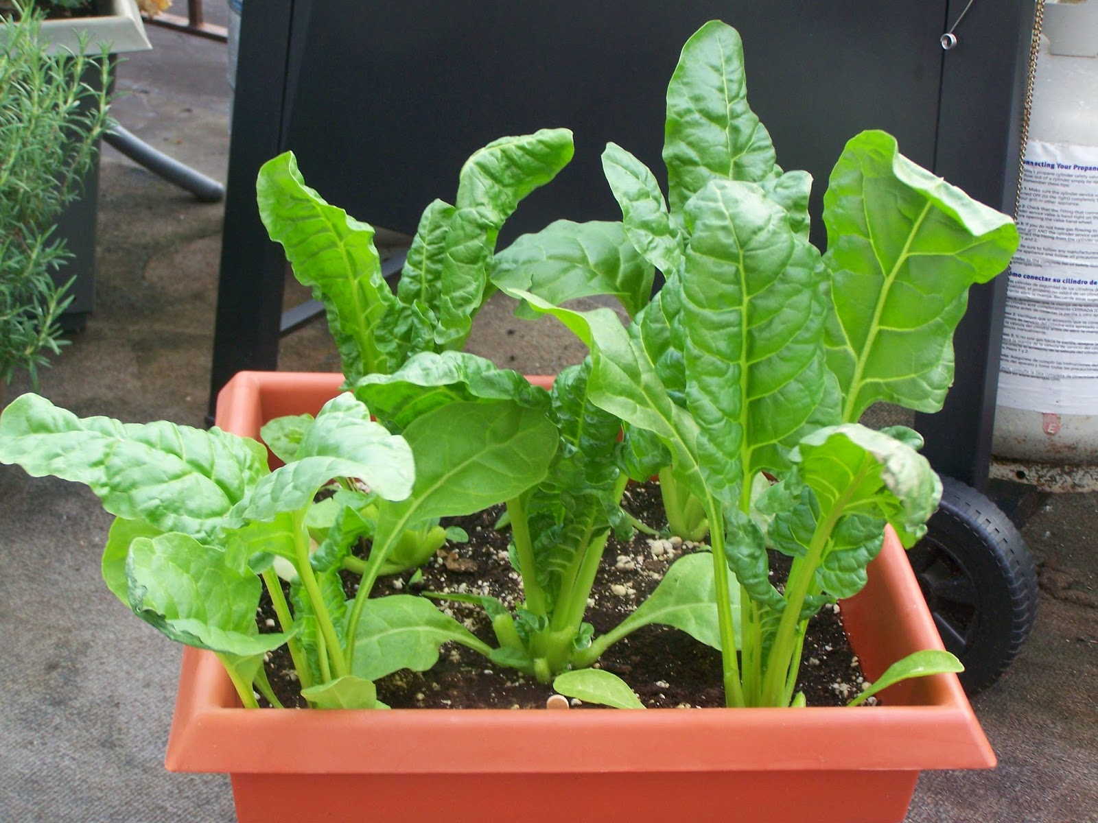 Organic spinach, Home farming, Garden Farm, Healthy eating, Organic, Mini Garden