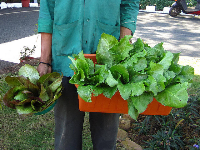 Healthy leafy vegetables, Leaf Veggies, Lettuce, Organic Food, Organic Home Garden, Organic Salad