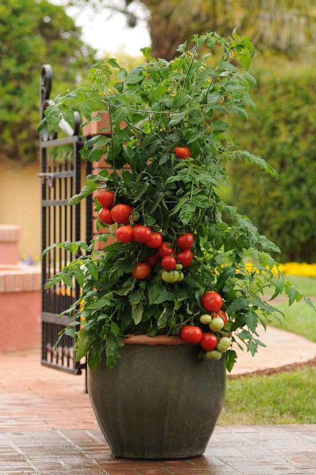 Tomato garden, Box garden, Box Farm, Mini Farm, Garden, Raised Bed Garden, Food Garden, Farm, Home Farm, Herbs, Vegetables, Organic farm, Organic Mini Farm, Organic Herbs, Organic Vegetables, Veggies, Home Grown Produce