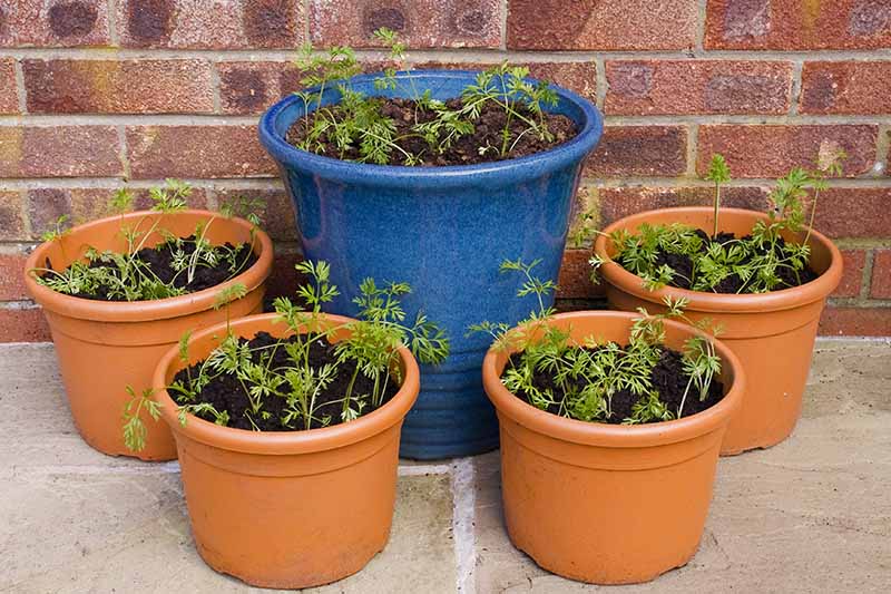 Pot garden, Organic pot garden, Box garden, Box Farm, Mini Farm, Garden, Raised Bed Garden, Food Garden, Farm, Home Farm, Herbs, Vegetables, Organic farm, Organic Mini Farm, Organic Herbs, Organic Vegetables, Veggies, Home Grown Produce, Small garden, Home garden with small pots