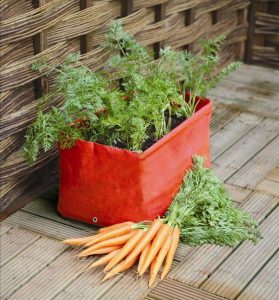 Carrot garden, Box garden, Box Farm, Mini Farm, Garden, Raised Bed Garden, Food Garden, Farm, Home Farm, Herbs, Vegetables, Organic farm, Organic Mini Farm, Organic Herbs, Organic Vegetables, Veggies, Home Grown Produce, Fresh carrots, New carrots, Organic carrots