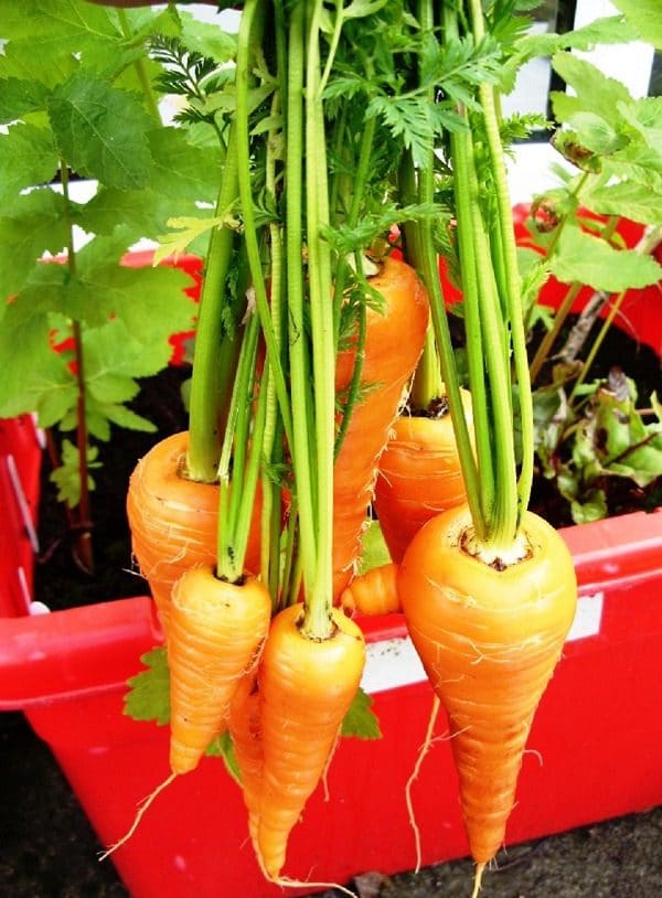 Organic carrots, Carrots, Fresh carrots, Home grown carrots, Box garden, Box Farm, Mini Farm, Garden, Raised Bed Garden, Food Garden, Farm, Home Farm, Herbs, Vegetables, Organic farm, Organic Mini Farm, Organic Herbs, Organic Vegetables, Veggies, Home Grown Produce, Organic carrots