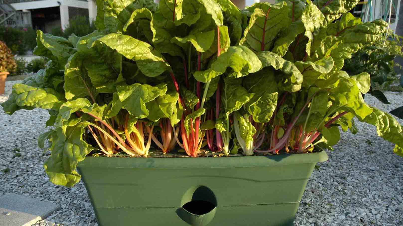 Mini Farm, Garden, Raised Bed Garden, Food Garden, Farm, Home Farm, Herbs, Vegetables