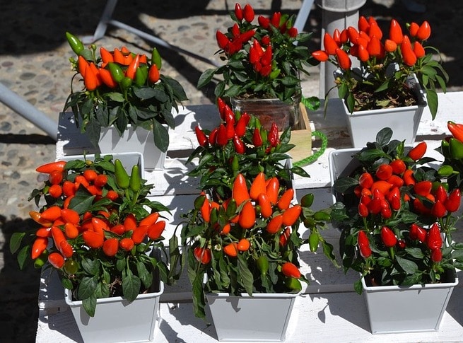 Growing peppers, Small pot of peppers, spicy peppers, Box garden, Box Farm, Mini Farm, Garden, Raised Bed Garden, Food Garden, Farm, Home Farm, Herbs, Vegetables, Organic farm, Organic Mini Farm, Organic Herbs, Organic Vegetables, Veggies, Home Grown Produce, Organic peppers