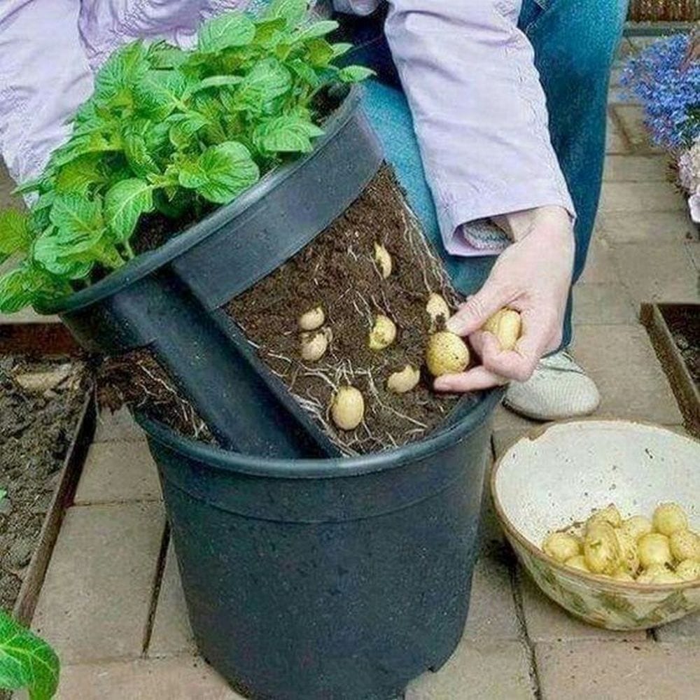 Potato garden, Potato pot plant garden, Box garden, Box Farm, Mini Farm, Garden, Raised Bed Garden, Food Garden, Farm, Home Farm, Herbs, Vegetables, Organic farm, Organic Mini Farm, Organic Herbs, Organic Vegetables, Veggies, Home Grown Produce, Fresh carrots, New carrots, Organic carrots