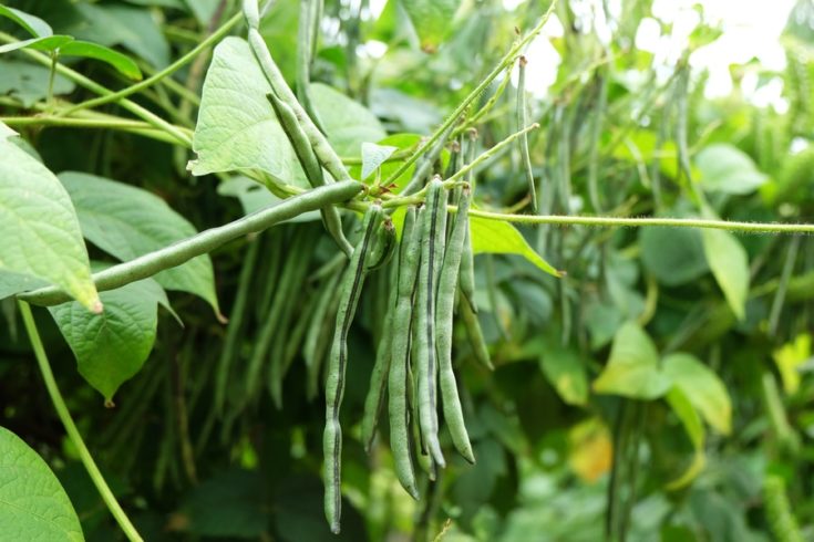 String beans, Organic string beans, Home grown string beans, Organic, Organic String Beans, Home Grown, Home grown produce