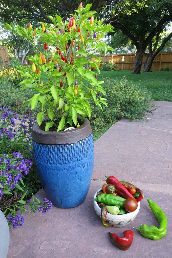 Fresh hot peppers, Hot peppers, Spicy hot peppers, Box garden, Box Farm, Mini Farm, Garden, Raised Bed Garden, Food Garden, Farm, Home Farm, Herbs, Vegetables, Organic farm, Organic Mini Farm, Organic Herbs, Organic Vegetables, Veggies, Home Grown Produce, pot of peppers, ceramic garden