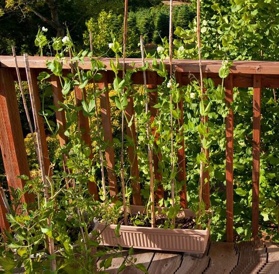 Box garden, Box Farm, Mini Farm, Garden, Raised Bed Garden, Food Garden, Farm, Home Farm, Herbs, Vegetables, Organic farm, Organic Mini Farm, Organic Herbs, Organic Vegetables, Veggies, Home Grown Produce
