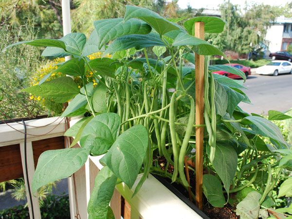 Box garden, Box Farm, Mini Farm, Garden, Raised Bed Garden, Food Garden, Farm, Home Farm, Herbs, Vegetables, Organic farm, Organic Mini Farm, Organic Herbs, Organic Vegetables, Veggies, Home Grown Produce, Beans, Organic beans, Healthy string beans, Organic string beans, Organic food, Home food