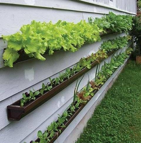 Box garden, Box Farm, Mini Farm, Garden, Raised Bed Garden, Food Garden, Farm, Home Farm, Herbs, Vegetables, Organic farm, Organic Mini Farm, Organic Herbs, Organic Vegetables, Veggies, Home Grown Produce, Lettuce trays, lettuce gutter farm, Gutter farms