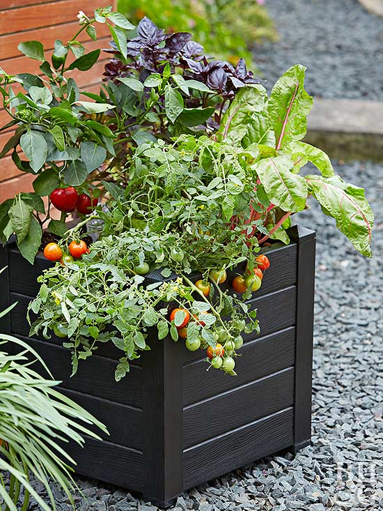 Small Veggie garden, Box garden, Box Farm, Mini Farm, Garden, Raised Bed Garden, Food Garden, Farm, Home Farm, Herbs, Vegetables, Organic farm, Organic Mini Farm, Organic Herbs, Organic Vegetables, Veggies, Home Grown Produce, Veggie box