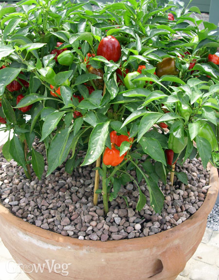 Box garden, Box Farm, Mini Farm, Garden, Raised Bed Garden, Food Garden, Farm, Home Farm, Herbs, Vegetables, Organic farm, Organic Mini Farm, Organic Herbs, Organic Vegetables, Veggies, Home Grown Produce, Peppers, Home grown peppers, Spicy peppers, Organic peppers, Pot Peppers