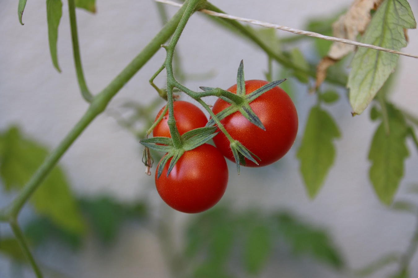 Tomatoes. Organic tomatoes, Home garden, Home farm, Organic garden farm, Home farming, Fresh food farming, Veggie box, Organic Veggies, Organic vegetables, Organic home grown produce,