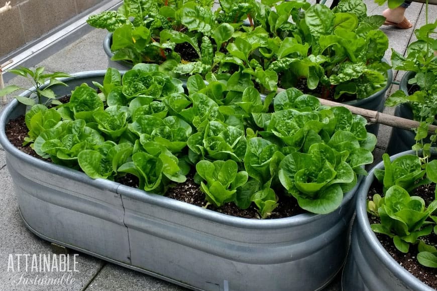 Box garden, Box Farm, Mini Farm, Garden, Raised Bed Garden, Food Garden, Farm, Home Farm, Herbs, Vegetables, Organic farm, Organic Mini Farm, Organic Herbs, Organic Vegetables, Veggies, Home Grown Produce, Lettuce Pot Garden, Steel Garden, Lettuce Garden, Organic Lettuce Garden