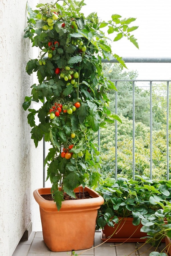 Tomato garden, Tomato tree, Organic tomatoes, Organic tomato tree Box garden, Box Farm, Mini Farm, Garden, Raised Bed Garden, Food Garden, Farm, Home Farm, Herbs, Vegetables, Organic farm, Organic Mini Farm, Organic Herbs, Organic Vegetables, Veggies, Home Grown Produce