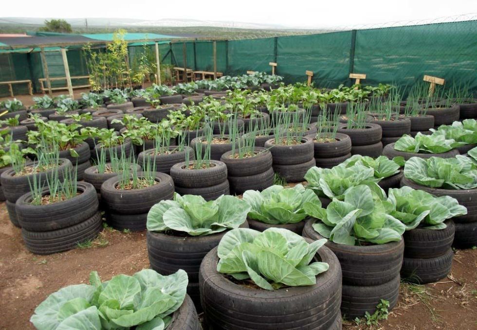 Tire Farm, Farm, Home Farm, Home Garden, Vegetables, Food, Food Farm, Home Food Farm
